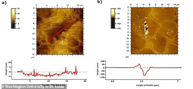 Bí ẩn loài người cổ mang hàm răng mãnh thú ảnh 2