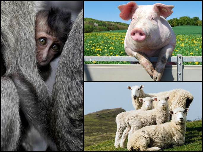 5 sinh vật đã và sẽ... lai với con người ảnh 1