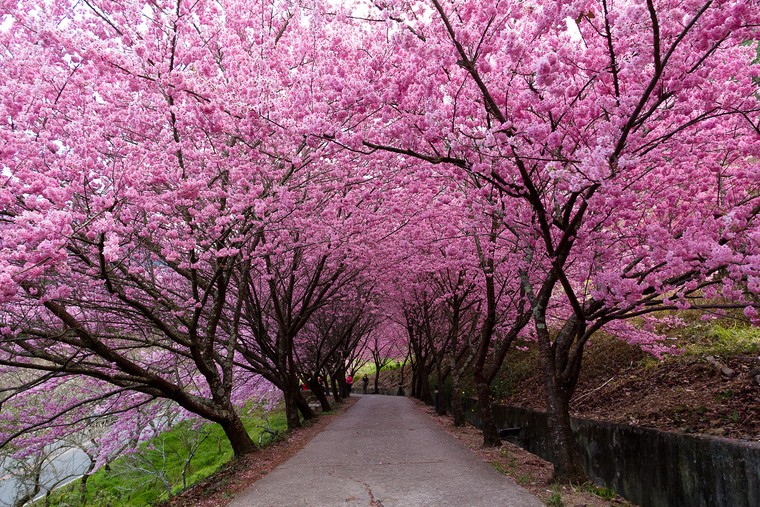 Lưu dấu thanh xuân với 4 trải nghiệm du xuân đáng nhớ tại Đài Loan ảnh 2