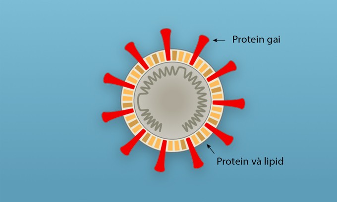 Các bước virus Corona tấn công tế bào người ảnh 2