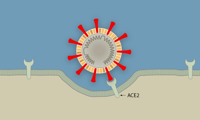Các bước virus Corona tấn công tế bào người ảnh 3