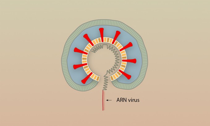 Các bước virus Corona tấn công tế bào người ảnh 4