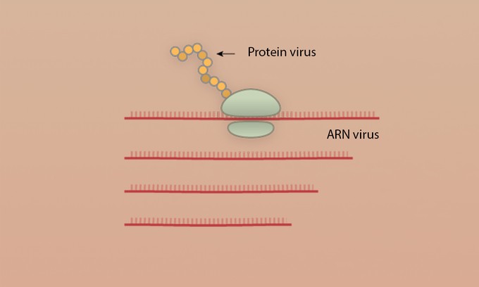 Các bước virus Corona tấn công tế bào người ảnh 5