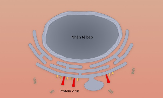 Các bước virus Corona tấn công tế bào người ảnh 6