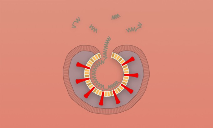 Các bước virus Corona tấn công tế bào người ảnh 7
