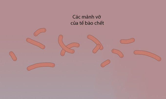 Các bước virus Corona tấn công tế bào người ảnh 9