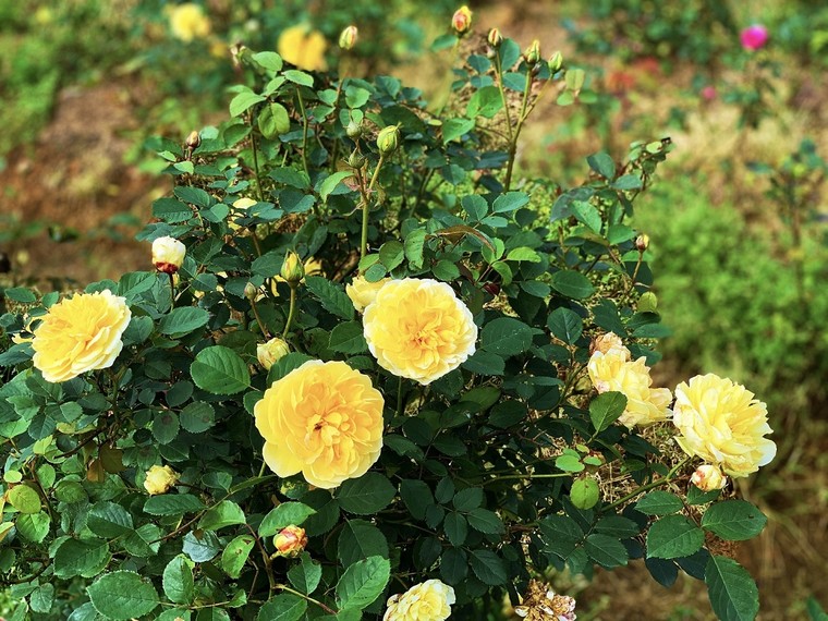 Thung lũng hoa hồng đẹp thần sầu tại Fansipan, sẵn sàng chào đón du khách ảnh 9