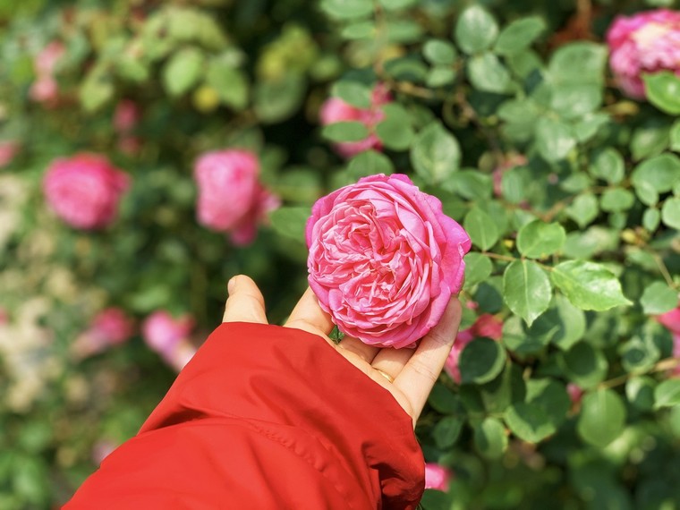 Thung lũng hoa hồng đẹp thần sầu tại Fansipan, sẵn sàng chào đón du khách ảnh 2