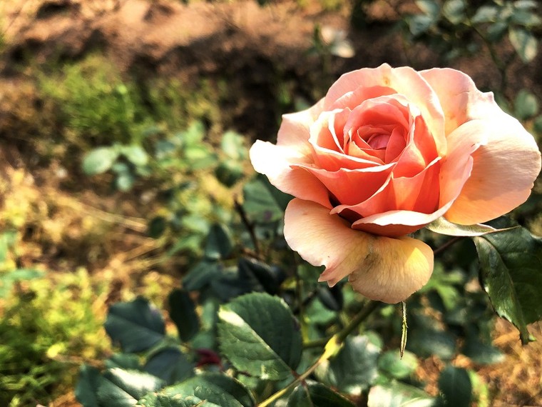 Thung lũng hoa hồng đẹp thần sầu tại Fansipan, sẵn sàng chào đón du khách ảnh 3