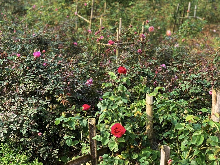 Thung lũng hoa hồng đẹp thần sầu tại Fansipan, sẵn sàng chào đón du khách ảnh 5