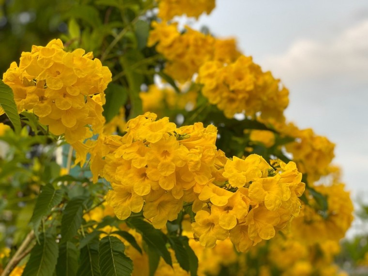 Tây Ninh 'quen mà lạ', ngắm xong đã muốn đi ngay lập tức ảnh 3