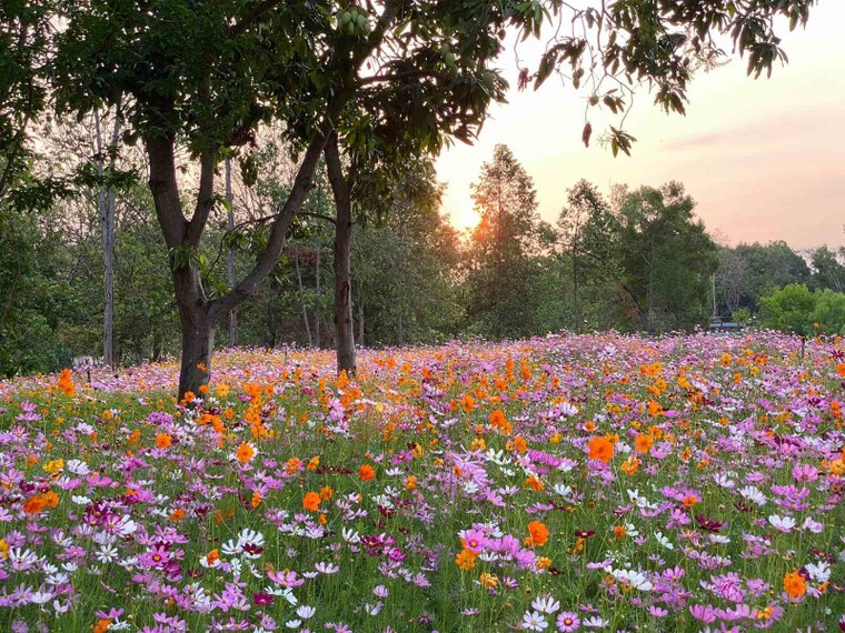 Tây Ninh 'quen mà lạ', ngắm xong đã muốn đi ngay lập tức ảnh 5