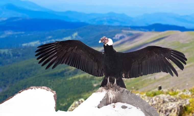 Loài chim nào biểu tượng cho khát vọng tự do ở Andes?