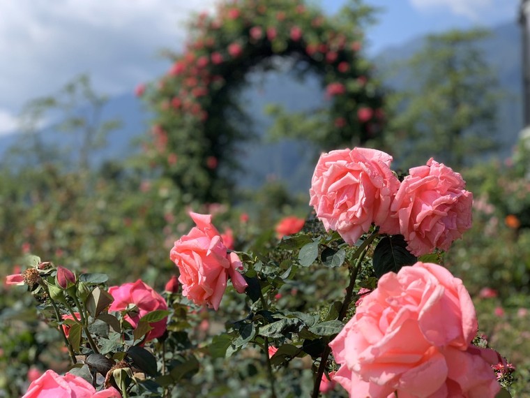 Sun World Fansipan Legend tung gói kích cầu toàn quốc, tặng ngay 250K khi mua vé cáp treo ảnh 3