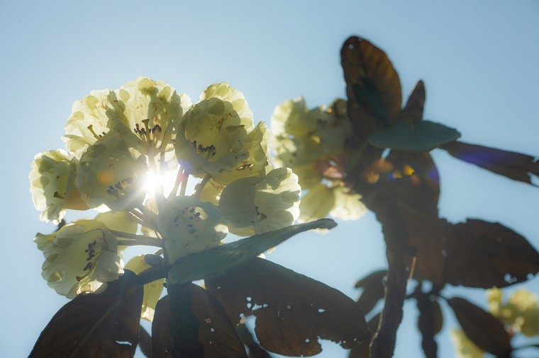 Sun World Fansipan Legend tung gói kích cầu toàn quốc, tặng ngay 250K khi mua vé cáp treo ảnh 6