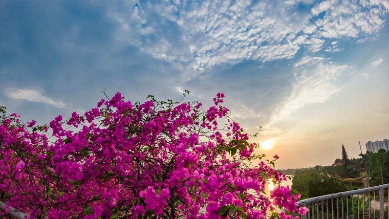 'Phát sốt' với con đường hoa giấy đẹp quên lối về ở Ecopark ảnh 11