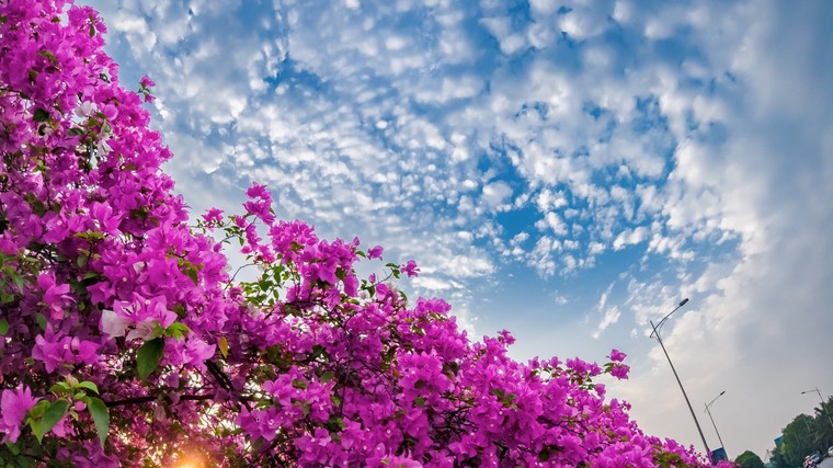 'Phát sốt' với con đường hoa giấy đẹp quên lối về ở Ecopark ảnh 13