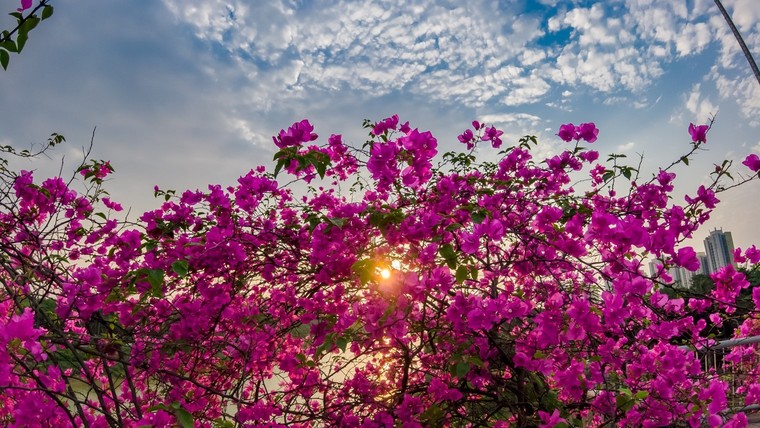 'Phát sốt' với con đường hoa giấy đẹp quên lối về ở Ecopark ảnh 2