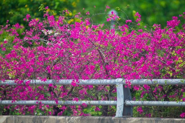 'Phát sốt' với con đường hoa giấy đẹp quên lối về ở Ecopark ảnh 3