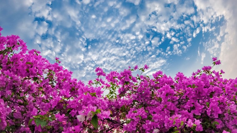 'Phát sốt' với con đường hoa giấy đẹp quên lối về ở Ecopark ảnh 6