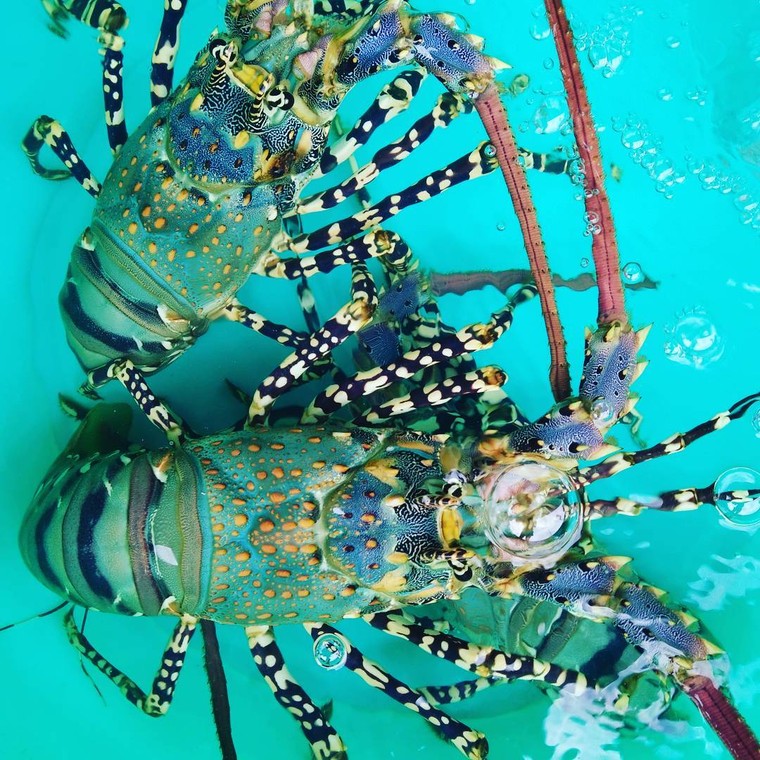 Nơi nào ở Việt Nam được mệnh danh là “thiên đường tôm hùm”?