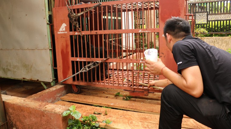 Tổ chức Động vật châu Á cứu hộ gấu ngựa nuôi nhốt cuối cùng tại Gia Lai ảnh 4
