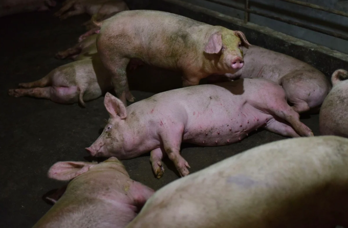 Phát hiện chủng virus corona mới có thể lây từ lợn sang người ảnh 1