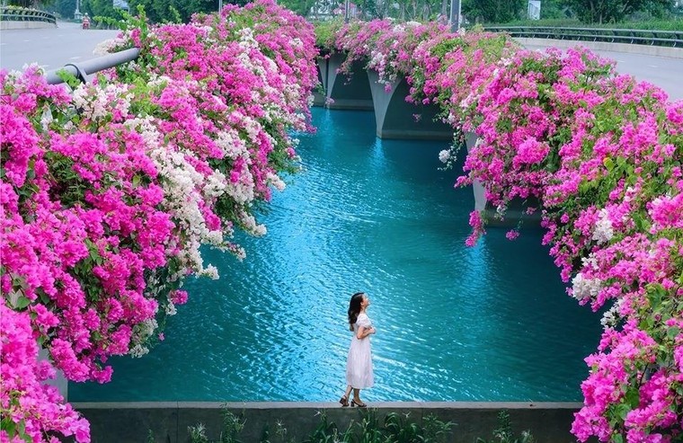 Hơn một triệu bông hồng nở hoa rực rỡ khắp Ecopark ảnh 12