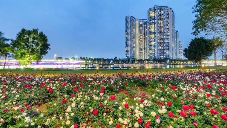 Hơn một triệu bông hồng nở hoa rực rỡ khắp Ecopark ảnh 6