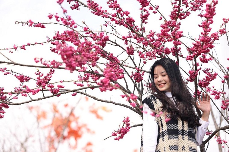 Sun World Fansipan Legend: Anh đào Nhật Bản nở rộ, đẹp như chốn Phù Tang ảnh 1