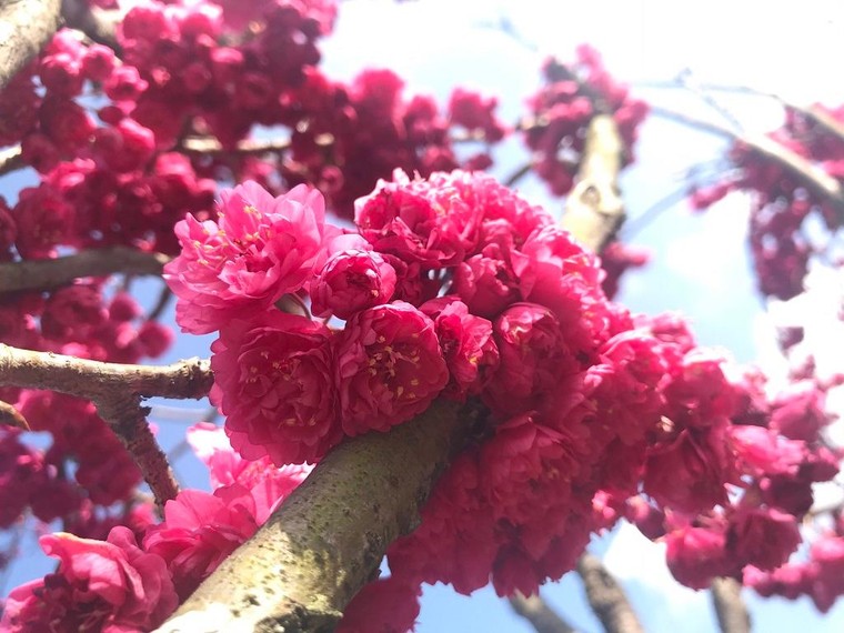 Sun World Fansipan Legend: Anh đào Nhật Bản nở rộ, đẹp như chốn Phù Tang ảnh 3