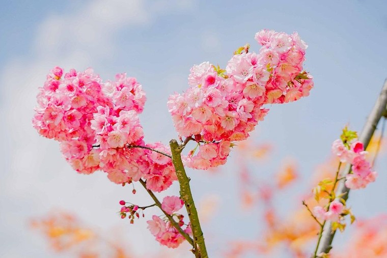 Sun World Fansipan Legend: Anh đào Nhật Bản nở rộ, đẹp như chốn Phù Tang ảnh 9