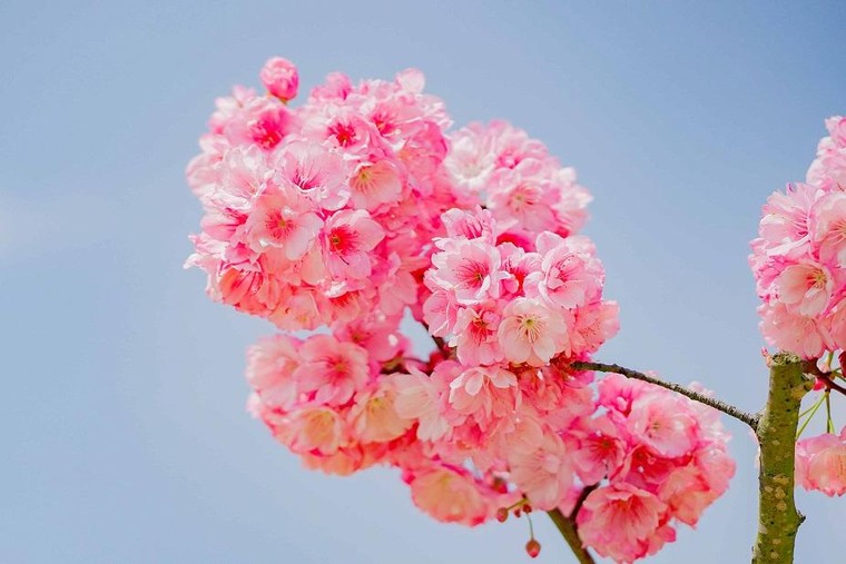 Sun World Fansipan Legend: Anh đào Nhật Bản nở rộ, đẹp như chốn Phù Tang ảnh 4