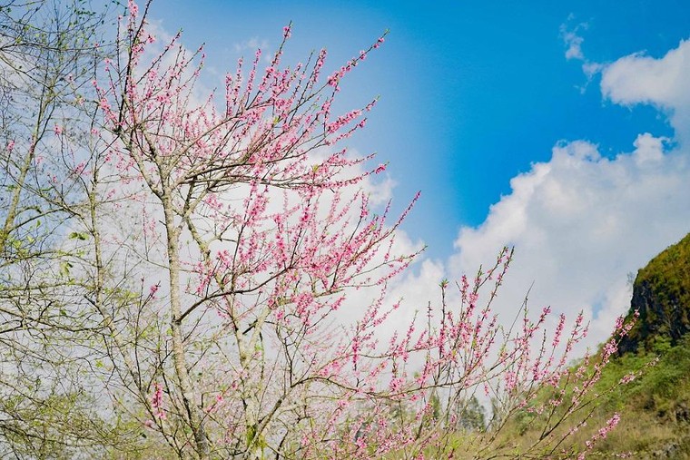 Sun World Fansipan Legend: Anh đào Nhật Bản nở rộ, đẹp như chốn Phù Tang ảnh 7