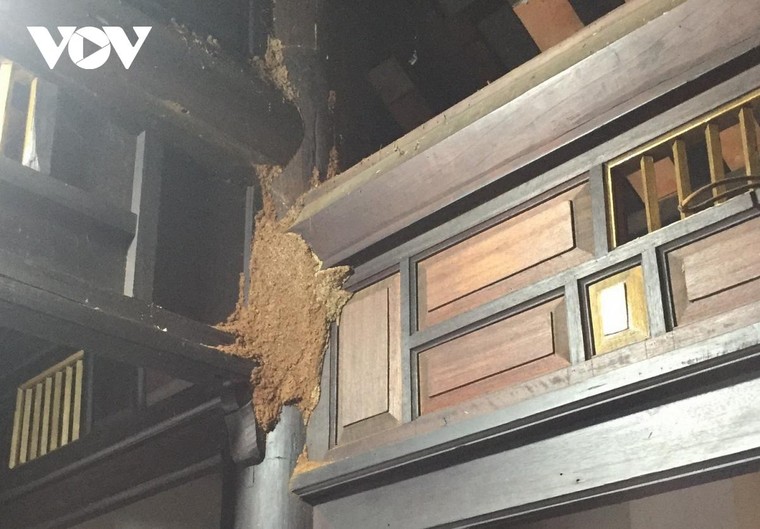 Nhiều di tích ở Hội An bị mối mọt xâm hại nghiêm trọng ảnh 1