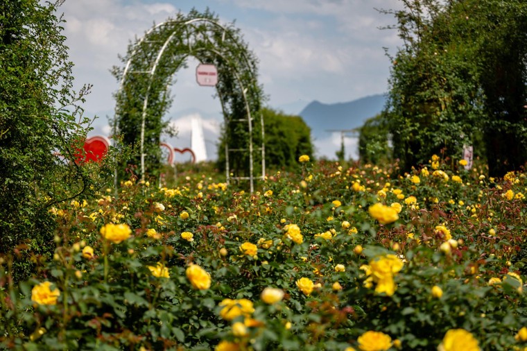 Hoa đỗ quyên nở rộ trên đỉnh Fansipan đúng dịp 30/4-1/5 ảnh 5