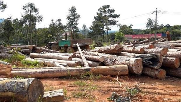 Khởi tố Phó chủ tịch xã cùng 6 cán bộ vì ‘bao che cho lâm tặc’ ảnh 1