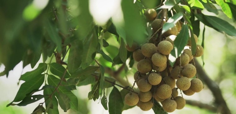 Nhãn Hưng Yên và một mùa thu hoạch thật khác ảnh 3