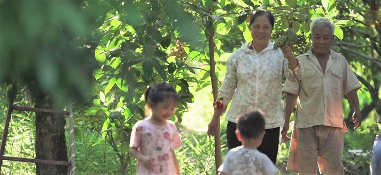 Nhãn Hưng Yên và một mùa thu hoạch thật khác ảnh 6