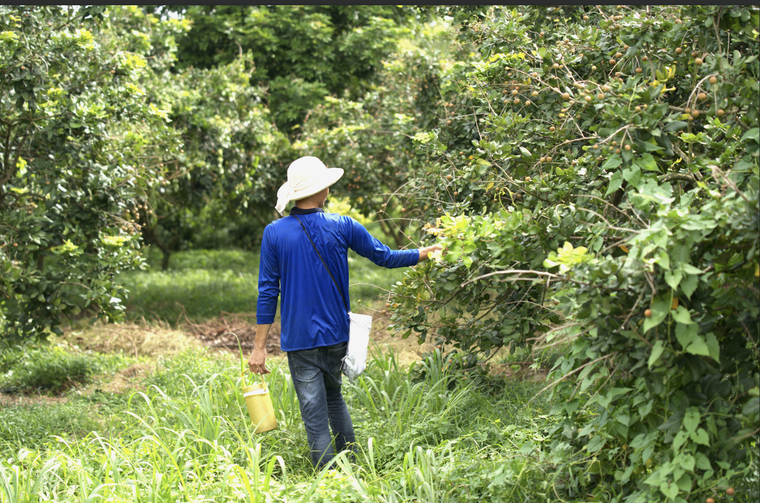 Bán trái cây qua livestream thương mại điện tử, thành bại tại "vận hành" ảnh 1