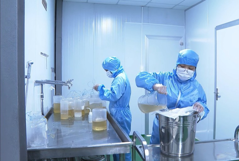 Nỗ lực duy trì nghề truyền thống lấy mật hoa thốt nốt của doanh nghiệp bản địa tại An Giang ảnh 2