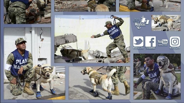 Frida – chú chó cứu sống hàng chục người trong trận động đất tại Mexico ảnh 1