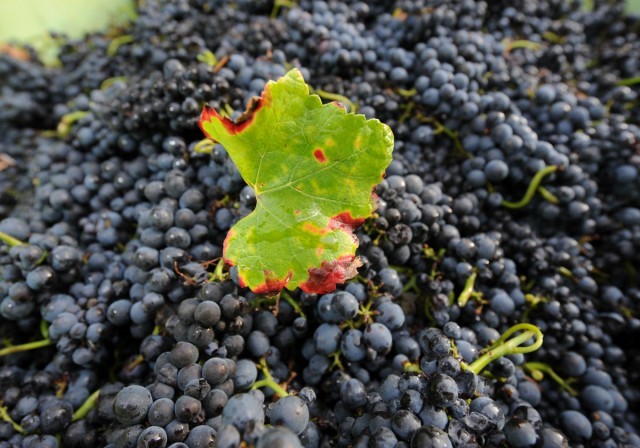 5 điều bạn thực sự nên biết về rượu vang ở Đức ảnh 2