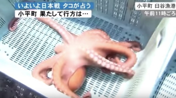 World Cup 2018: Dự đoán đúng 3 trận, bạch tuộc ‘tiên tri’ vẫn bị làm thịt ảnh 1