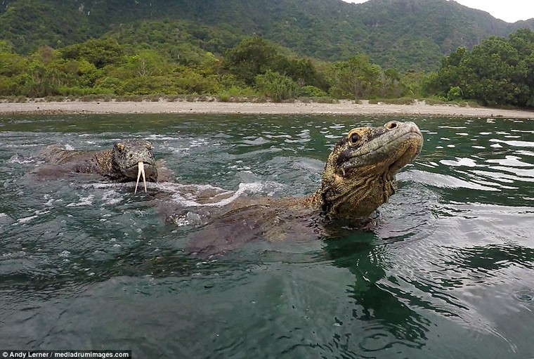 Double trouble: Two of the large reptiles could be seen trying to board the small boat as they snapped at the pronged sticks jabbing at them in the water
