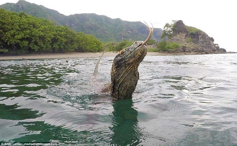Looking for prey: Komodo dragons are occasionally know to attack humans but mainly feast on smaller mammals and birds in their Indonesian habitat
