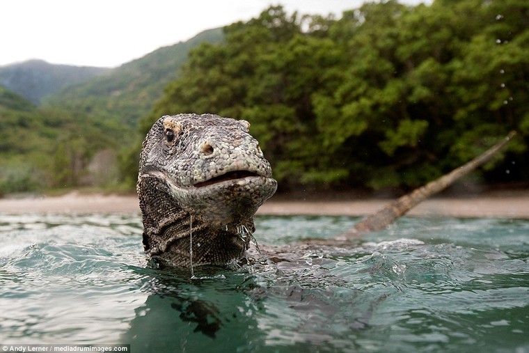 Predator: These remarkable photographs were taken from a rowboat off the coast of Rinca Island, Komodo National Park, in Indonesia, by photographer Andy Lerner