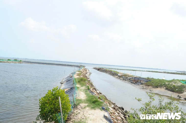 Dieu dung vi ca, tom, cua chet khong ro nguyen nhan o Quang Nam hinh anh 3