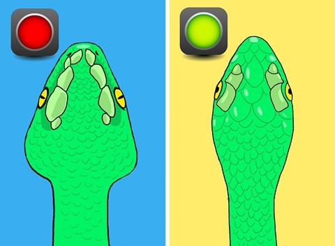 Bí kíp nhận diện rắn có độc hay không từ A - Z ảnh 3