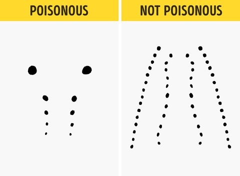 Bí kíp nhận diện rắn có độc hay không từ A - Z ảnh 6